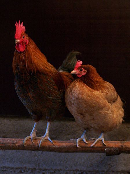 A Rooster and a Hen