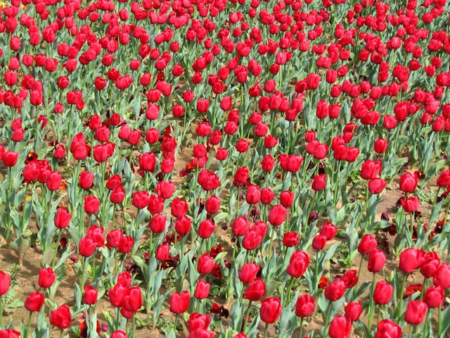 A Field of Tulips