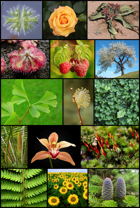 Plant Life Diversity