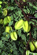 Star Fruit